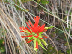 Castilleja