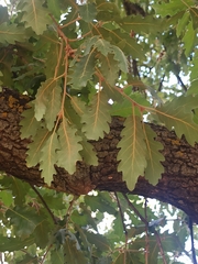 Quercus pubescens