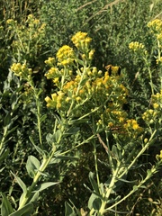 Solidago rigida
