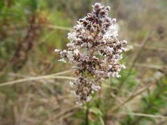 Valeriana