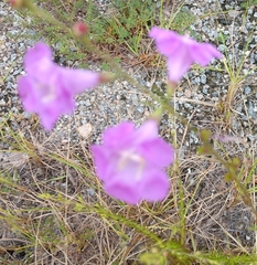 Agalinis fasciculata