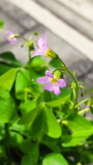 Oxalis latifolia