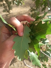 Quercus pubescens