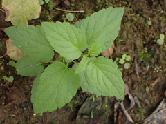 Scutellaria lateriflora