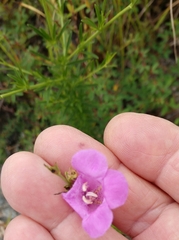 Agalinis fasciculata