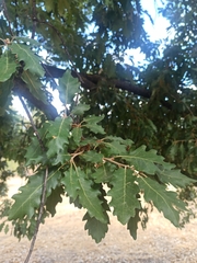 Quercus pubescens