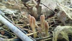 Microglossum olivaceum