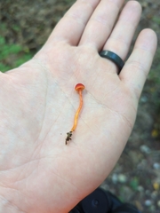 Hygrocybe cantharellus