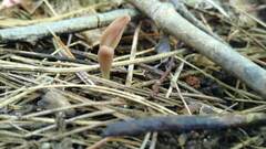 Microglossum olivaceum