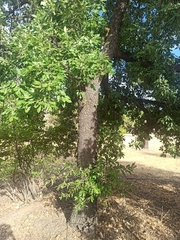 Quercus pubescens