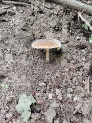 Lentinus crinitus
