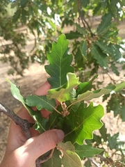 Quercus pubescens