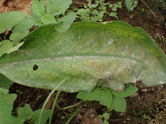 Lysichiton americanus