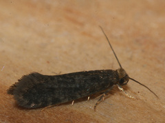 Niditinea