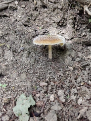 Lentinus crinitus