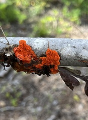 Trametes cinnabarina