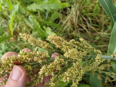 Sorghum bicolor