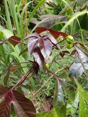 Jatropha gossypiifolia