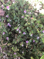 Kummerowia stipulacea