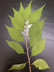 Prunus