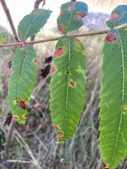 Xanthomonas