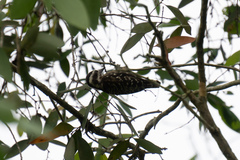 Yungipicus moluccensis