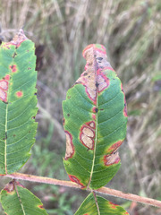Xanthomonas