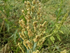 Sorghum bicolor