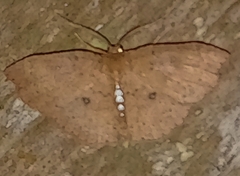 Cosymbiini