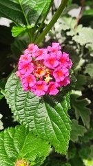 Lantana