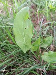 Rumex acetosa