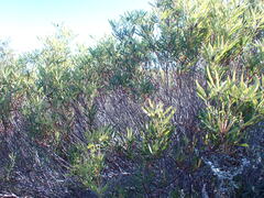 Leucadendron salignum