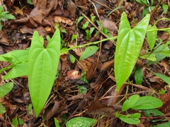 Dioscorea