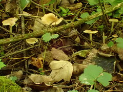 Entoloma
