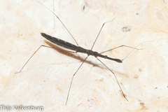 Hydrometra stagnorum