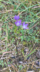 Gentianella germanica