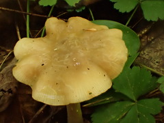 Entoloma