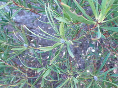 Leucadendron salignum