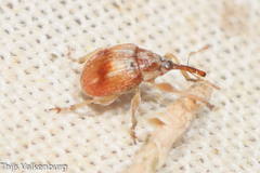 Nanophyinae