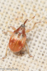Nanophyinae