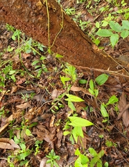 Dioscorea