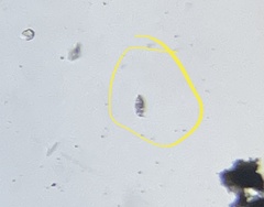 Euglena