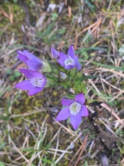Gentianella germanica