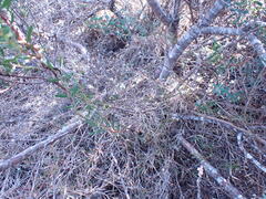 Leucadendron salignum