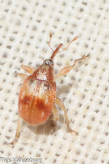 Nanophyinae