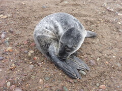 Phoca vitulina vitulina