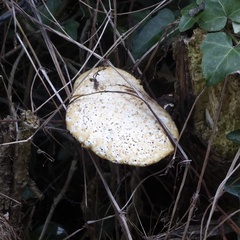 Cerioporus squamosus