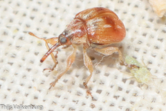 Nanophyinae