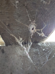 Zosis geniculata