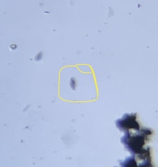 Euglena